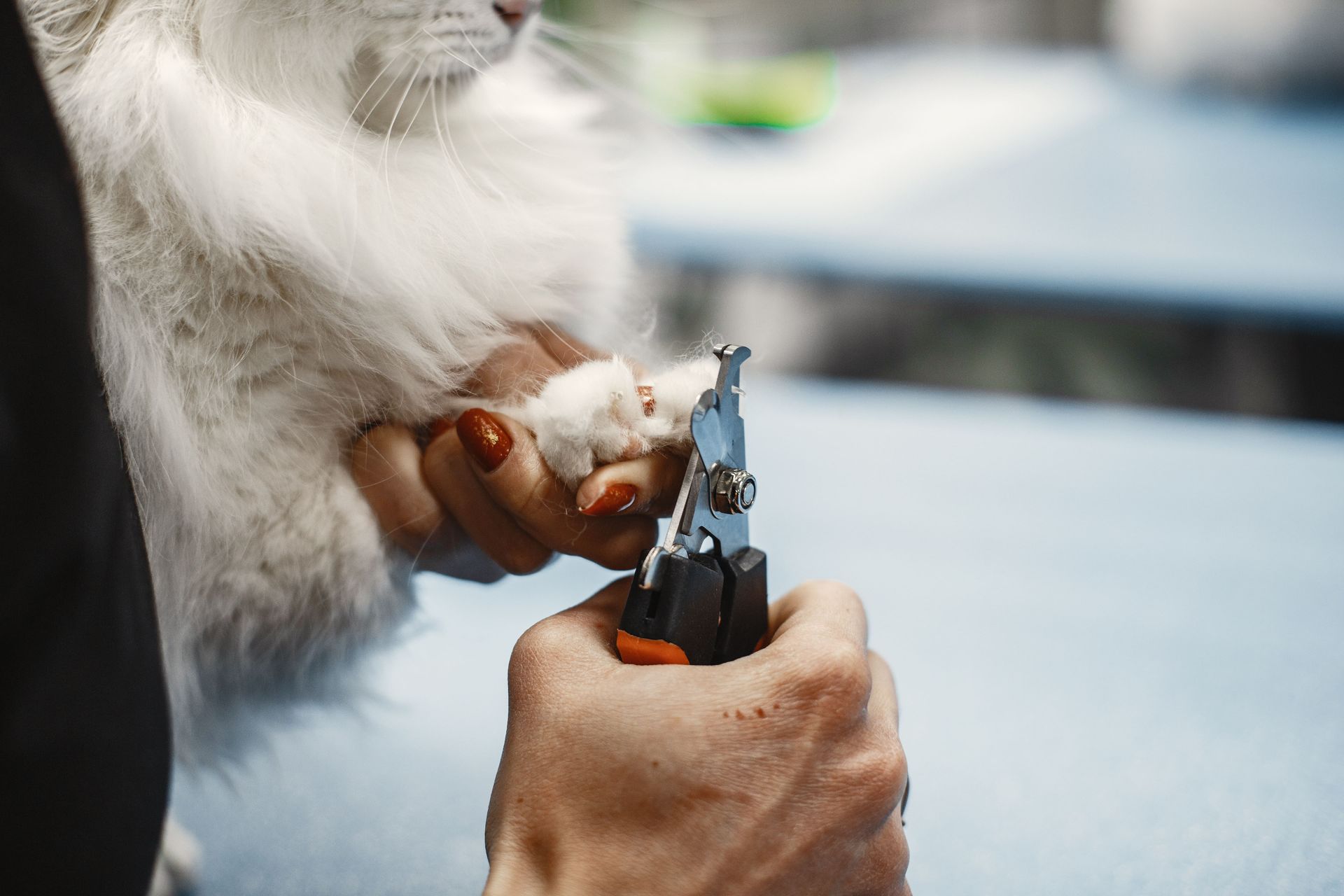 Step-by-Step Guide to Trimming Your Cat’s Nails Safely!