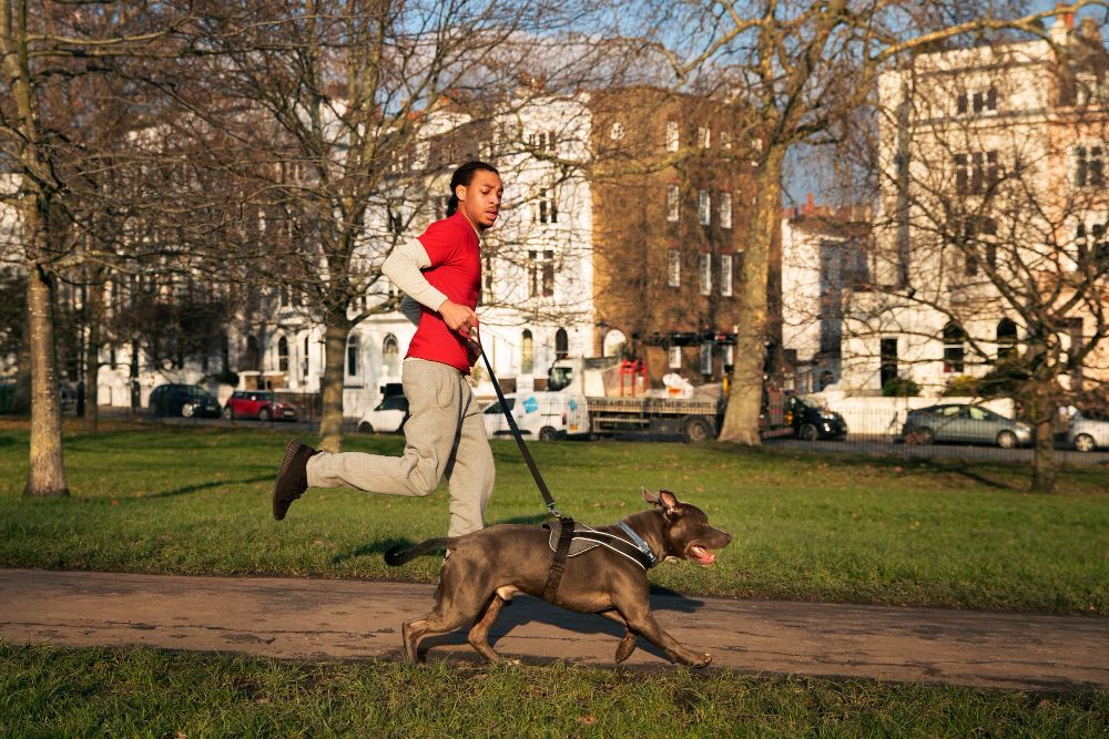 best Chicago dog walkers