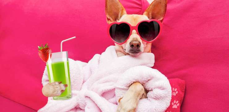 Dog Walker - Patricia