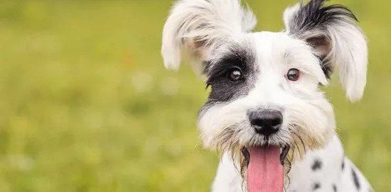 Dog Walking Package — A White Dog Showing Tongue in Chicago, IL
