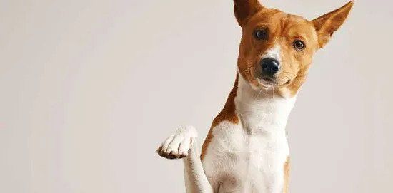 30 Minute Walks Package — Dog Standing Up in Chicago, IL