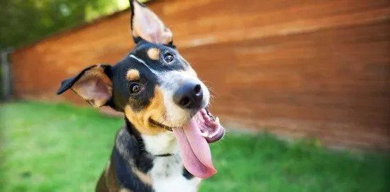 20 Minute Walk Package — Miniature Pinscher Smiling in Chicago, IL