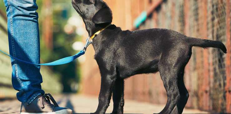 black dog looking up to its owner