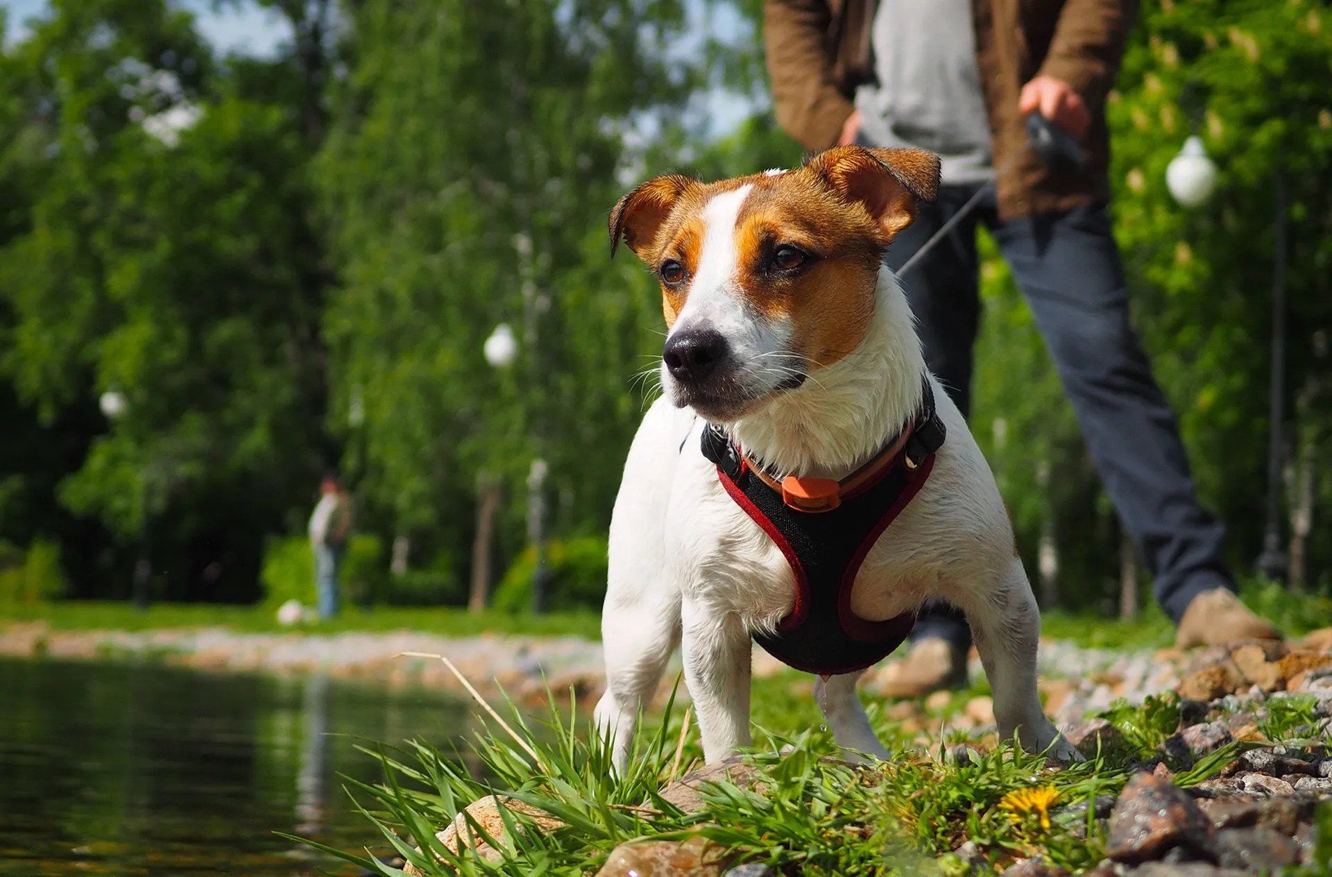 A man is walking a small dog on a leash in a park.