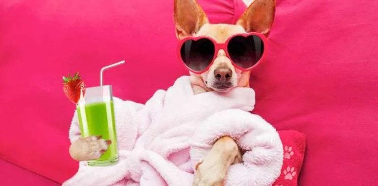 Senior Pet Care — Dog Holding Drinks And Wearing Shades in Chicago, IL