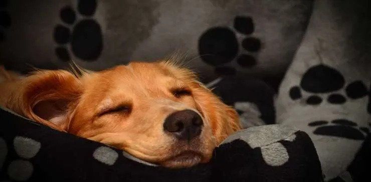 Dog Walkers — Golden Retriever Dog in Bed — Chicago, IL