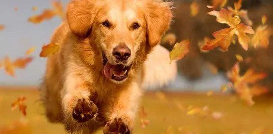 Dog Walkers — Golden Retriever Dog Running in Chicago, IL