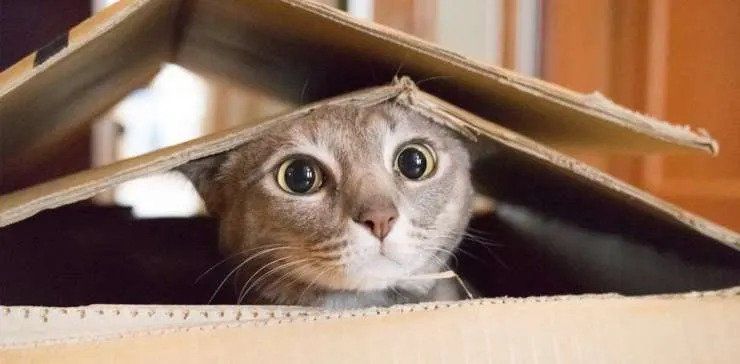 A Cat Inside a box with its head out