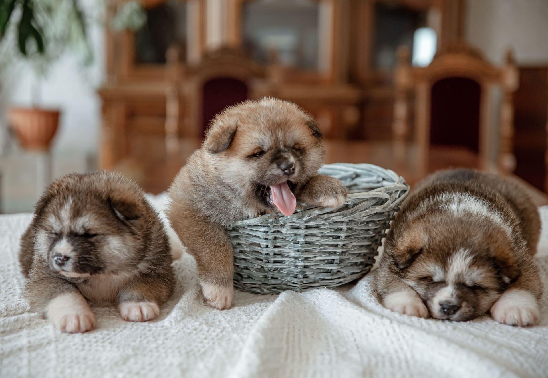 The Ultimate Guide to Taking Care of Newborn Puppies