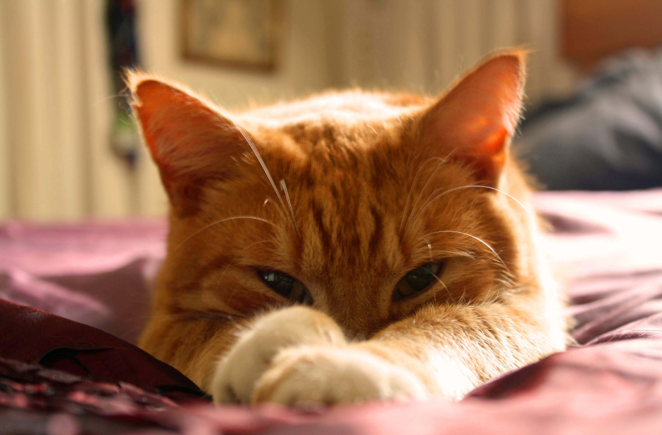 cat inside a cardboard box