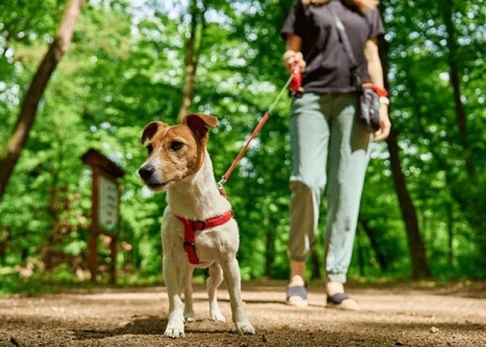 Prepare Your Dog for Vacation: Tips for a Stress Free Experience