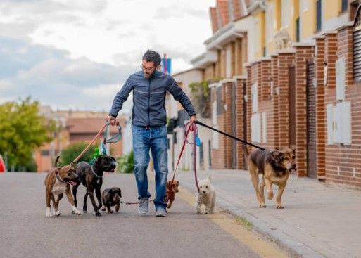 dog walker services in Chicago