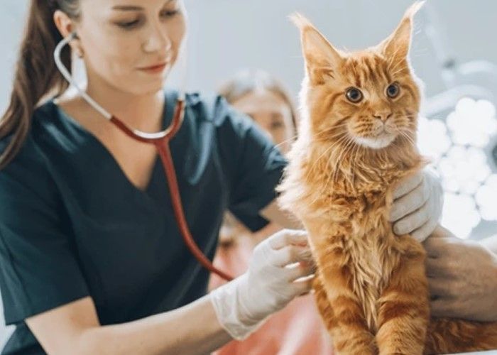 feline care services in Old Town