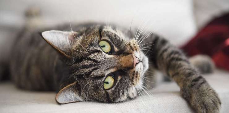 Feline Care — A Cat in Bed in Chicago, IL