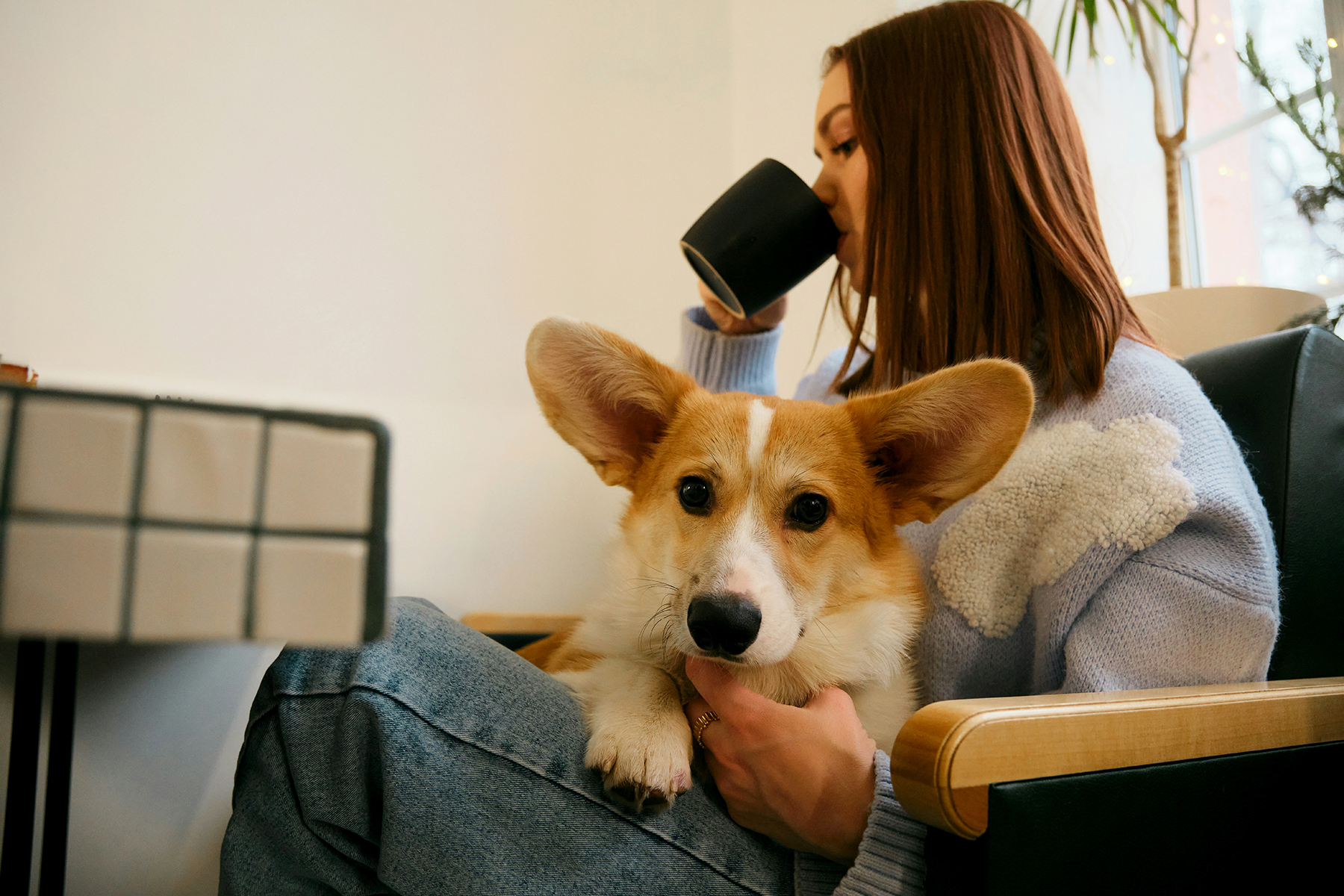 Woman seated with a corgi on her lap, drinking from a cup in a cozy room.