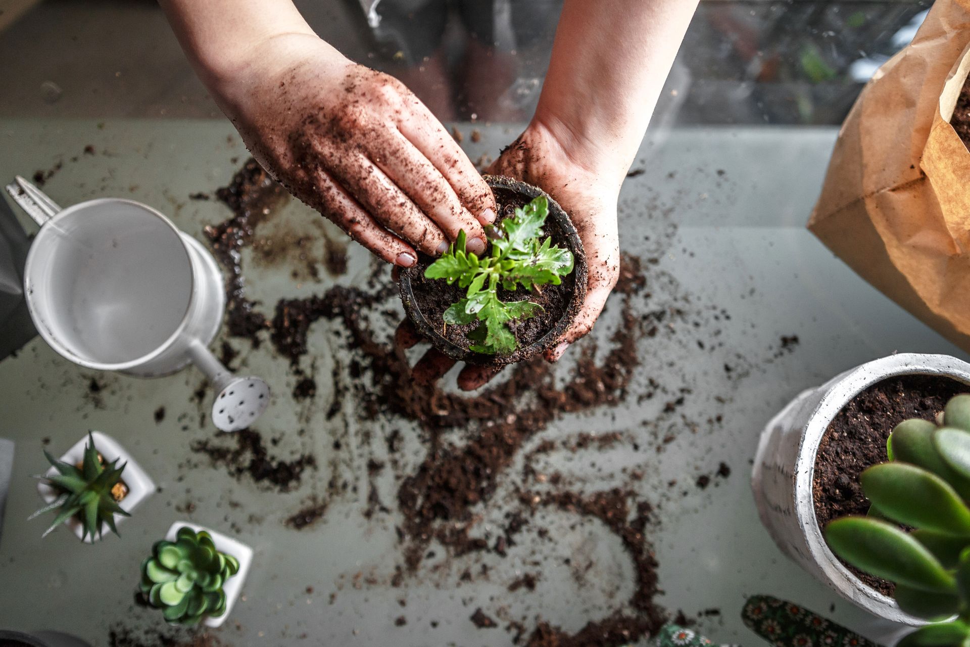 A person is planting a plant in a pot on a table.