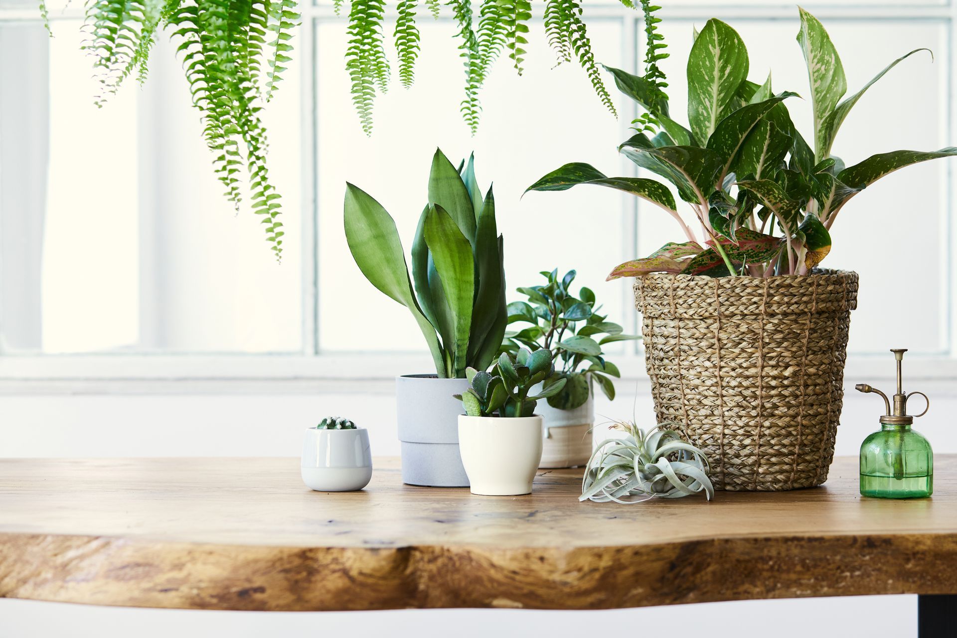 A group of potted plants are sitting on a wooden table.