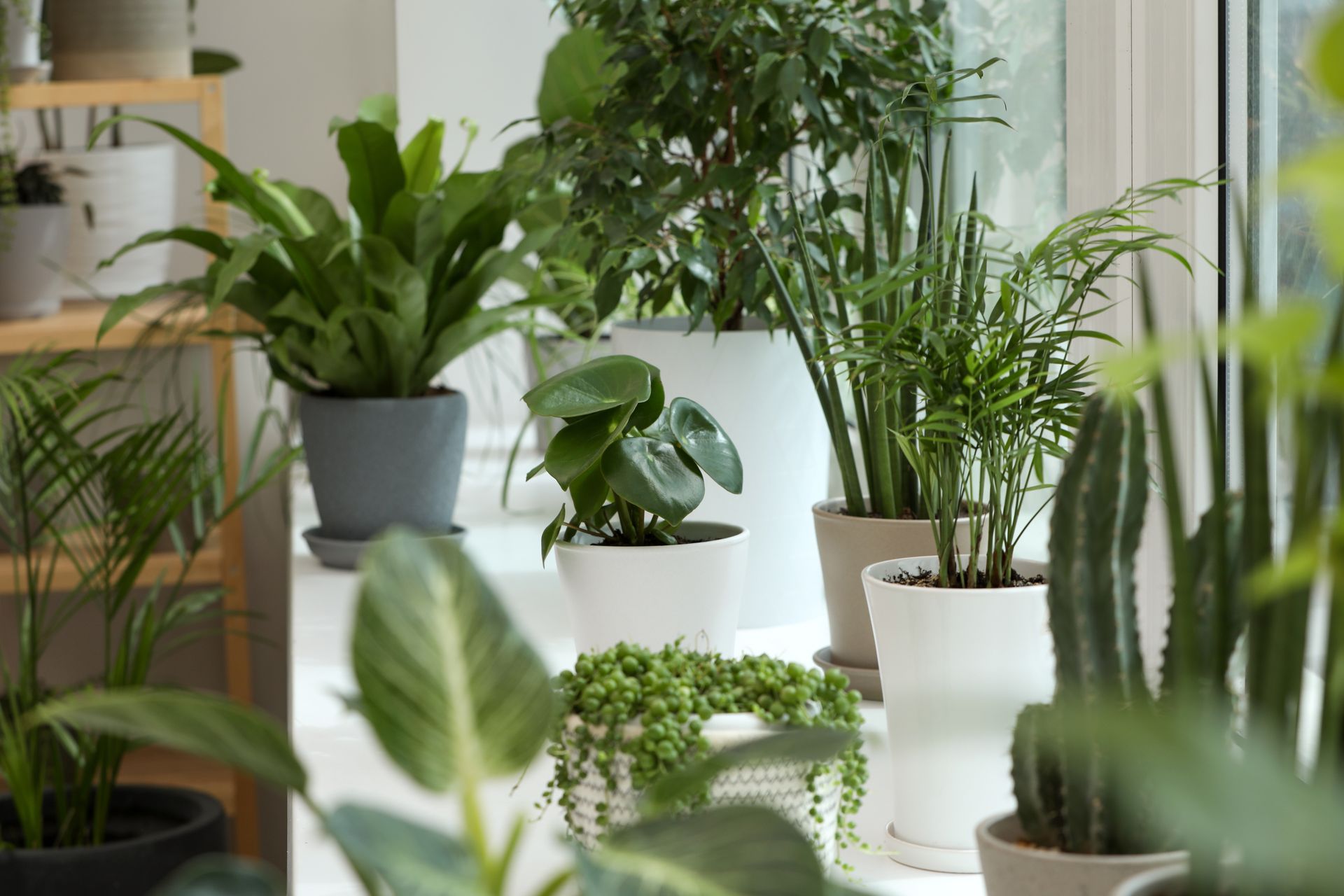 Various potted green plants in a bright windowsill setting.