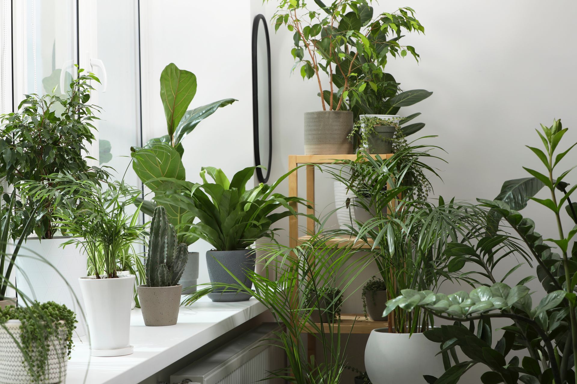 A bunch of potted plants are sitting on a window sill.