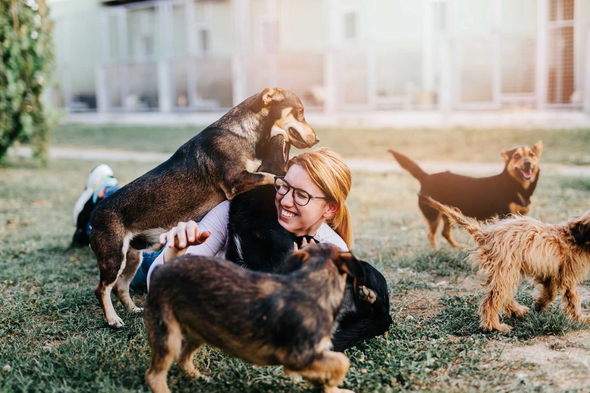 Young adult woman playing with adorable dogs in a dog boarding location.