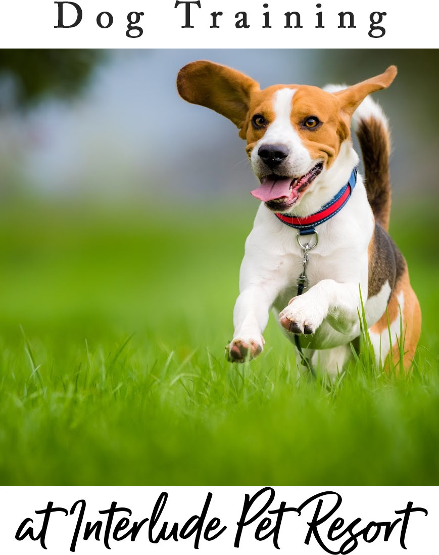 Woman with Boston Terrier Dog at Vet — St. Leonard, MD — Interlude the Pet Resort & Spa