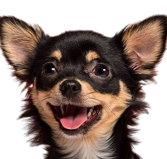 Happy black and tan Chihuahua smiling, pink tongue visible.