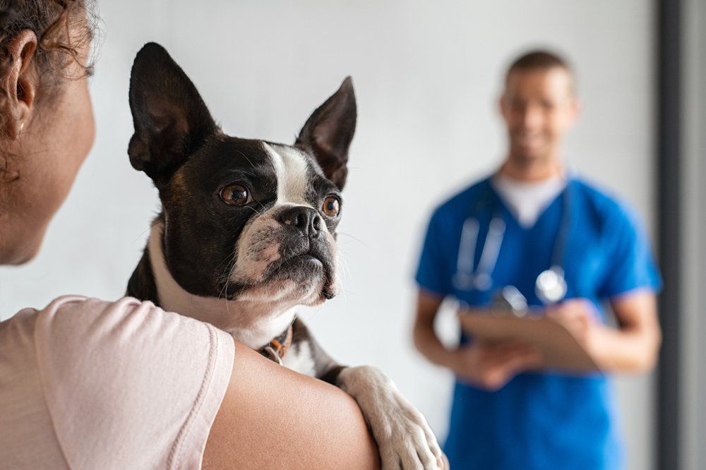 Woman with Boston Terrier Dog at Vet — St. Leonard, MD — Interlude the Pet Resort & Spa