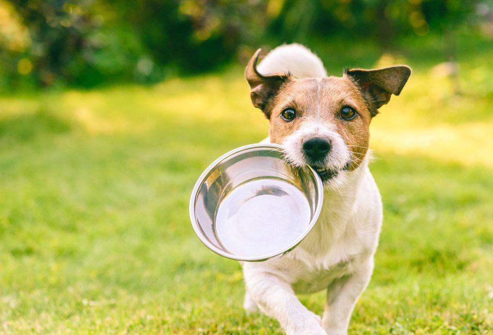 Dog Fetches Metal Bowl to Get Feed — St. Leonard, MD — Interlude the Pet Resort & Spa
