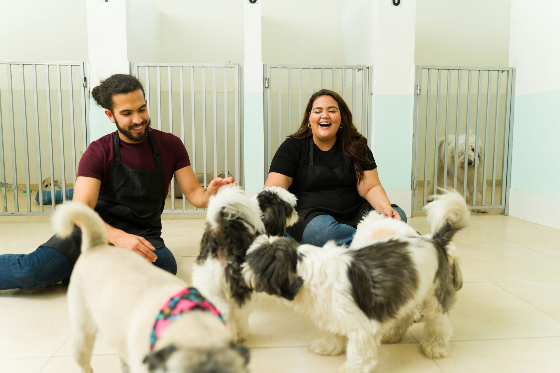 Cheerful workers playing with small, beautiful dogs at the daycare.