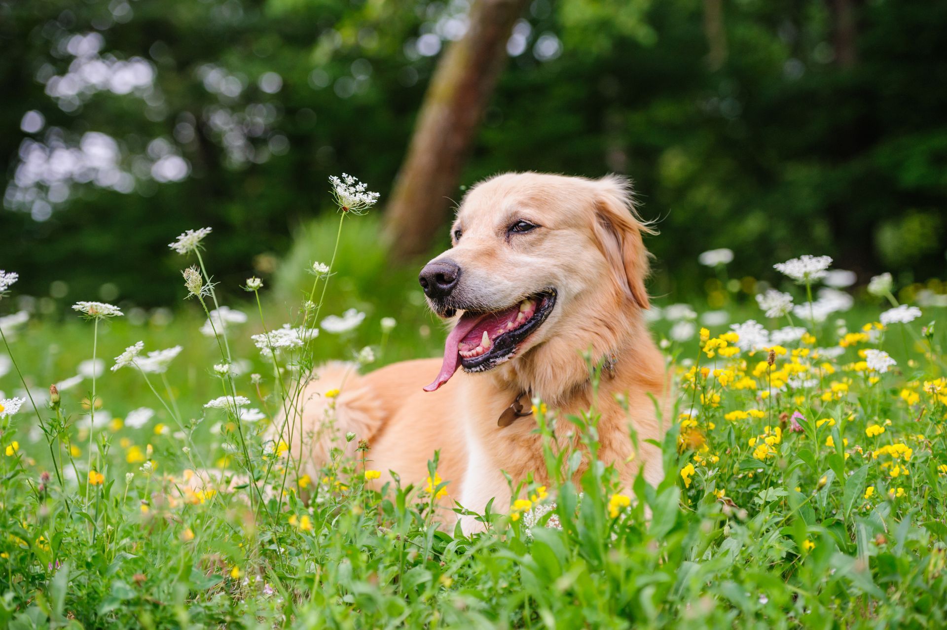 Beautiful golden retriever lies on the ground, among grass and wildflowers.