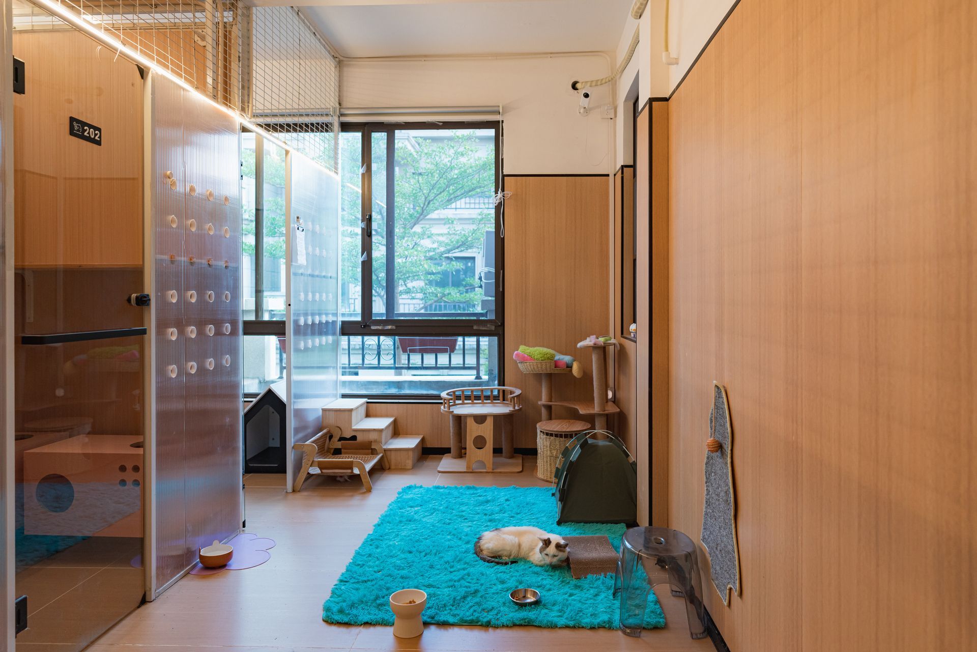 In a cat boarding room, a cat lies quietly on a blue carpet, surrounded by various toys. In a cat boarding room, a cat lies quietly on a blue carpet, surrounded by various toys.
