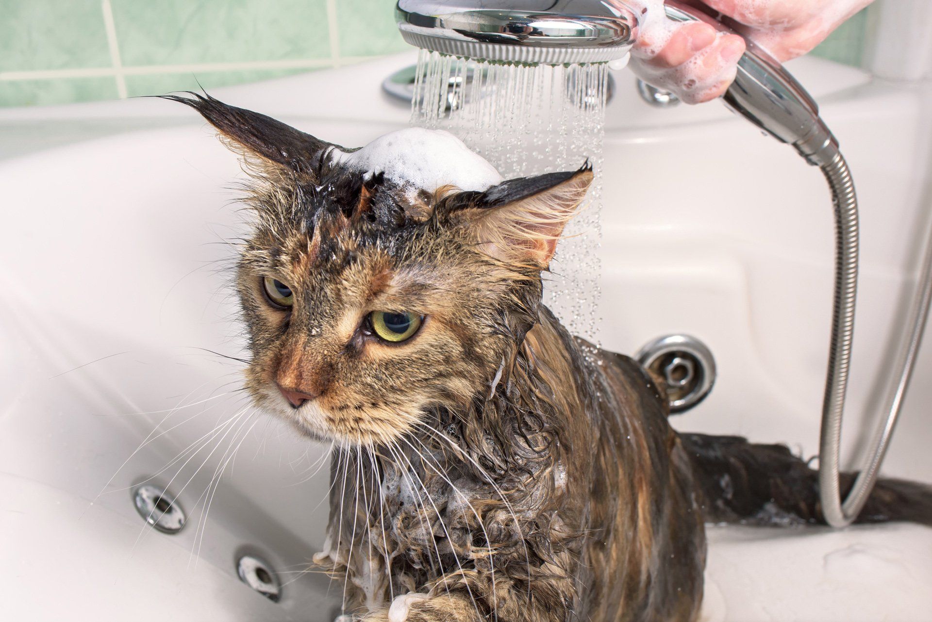 Можно мыть кошек мылом. Кошку купают. Мытье кошки. Котик моется. Кот которого помыли.