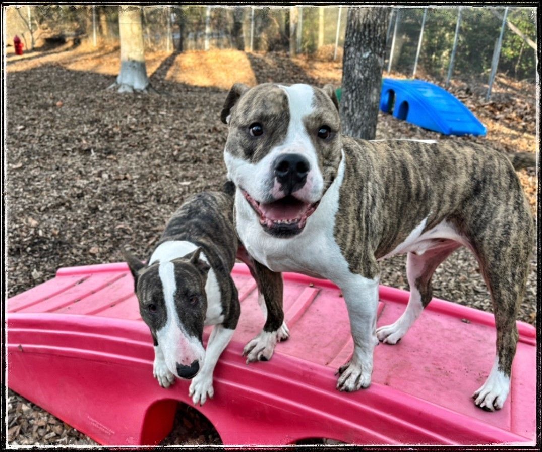 Two dogs, a brindle and white pitbull-type, and a brindle and white bull terrier, stand on a red platform, smiling.