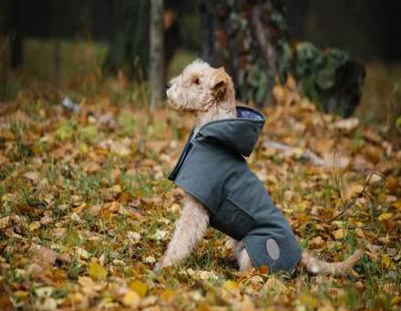 Dog wearing a grey coat sits in a bed of yellow autumn leaves, looking away.