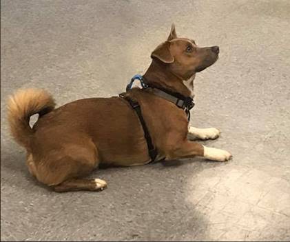 Brown dog with white paws, wearing a harness, lying down and looking up.