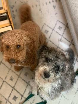 Two small dogs looking up, one brown, one gray, on a patterned rug.
