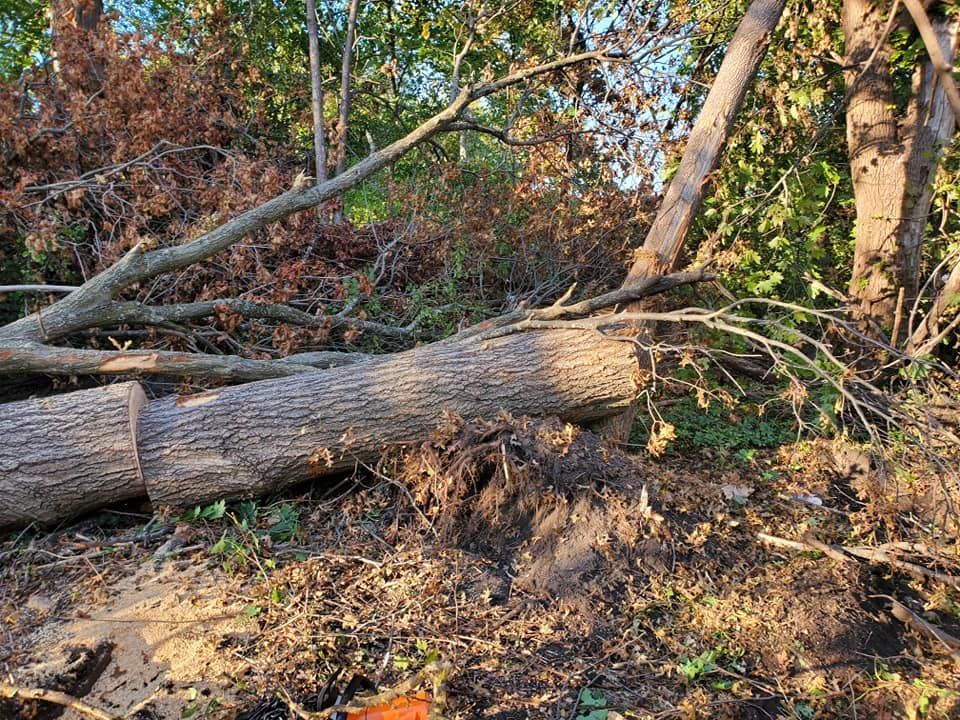 Tree Removal — Hammond, IN — Howard’s Tree Service & Stump Removal