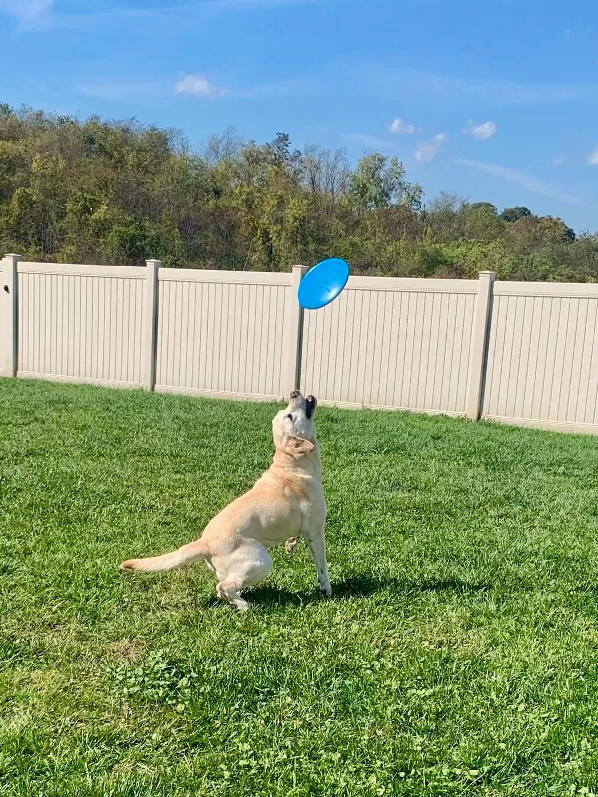 Dog playing frisbee in fenced yard.