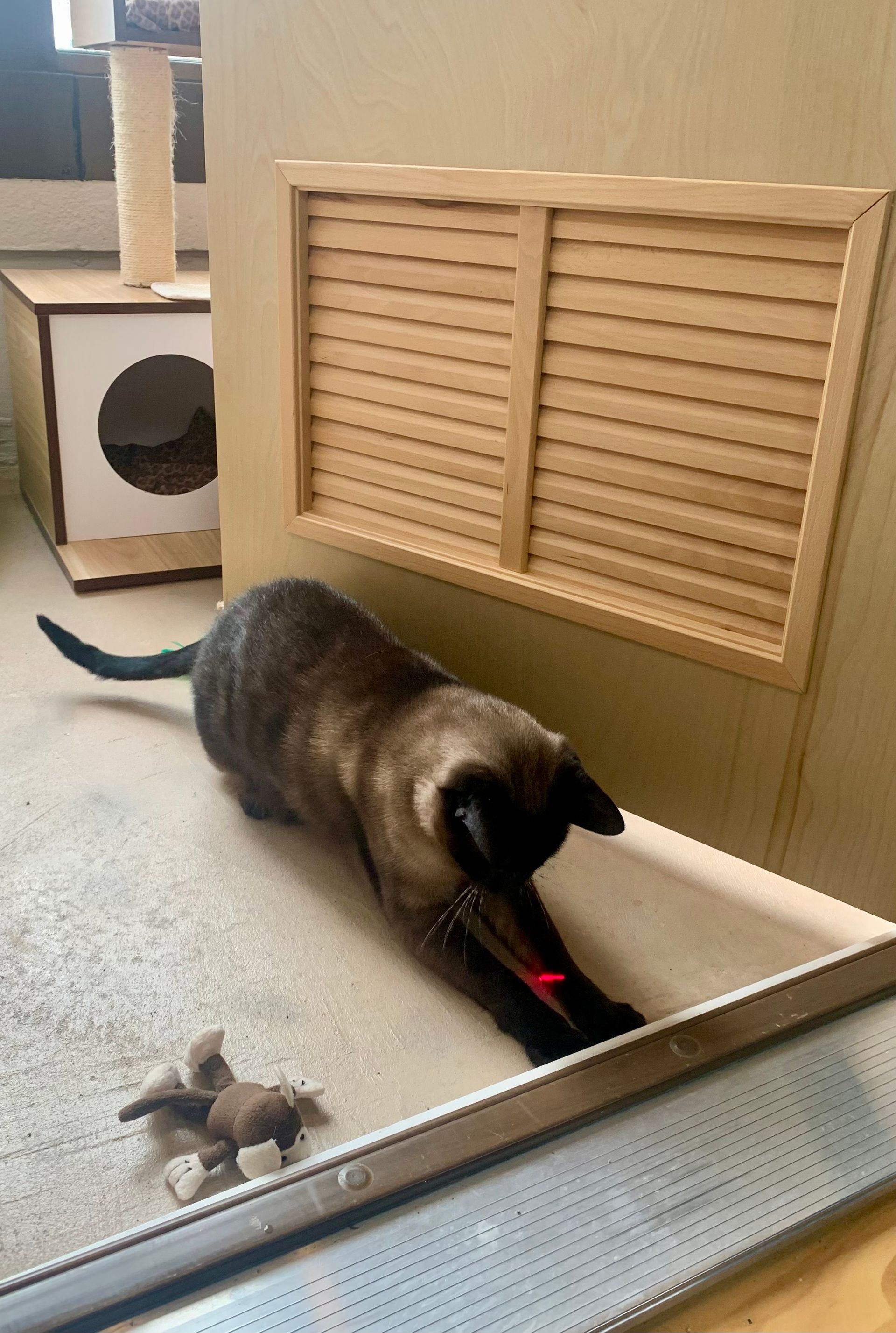 Cat playing with a laser light.