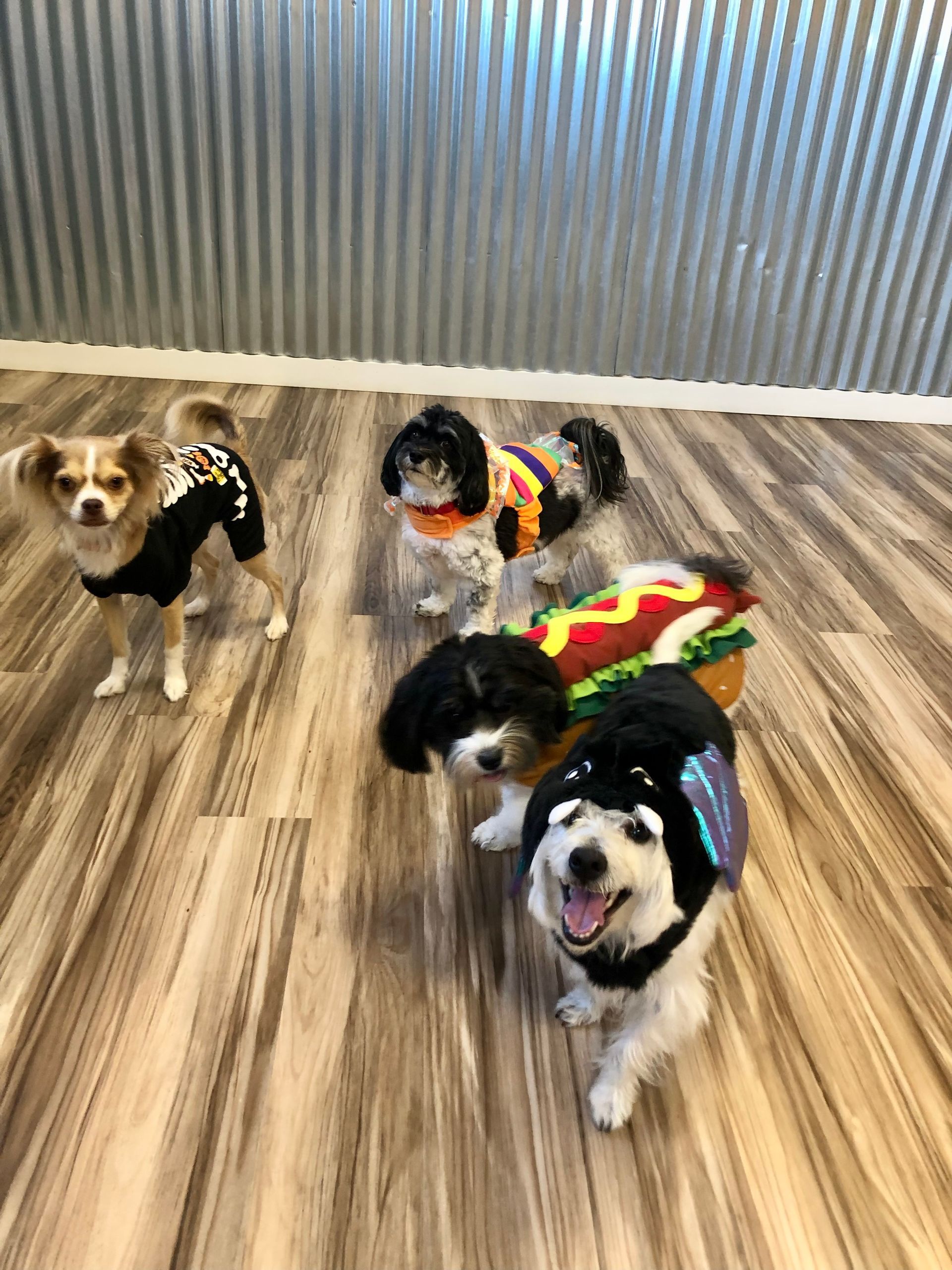 Three dogs are dressed up in halloween costumes and playing in a room.