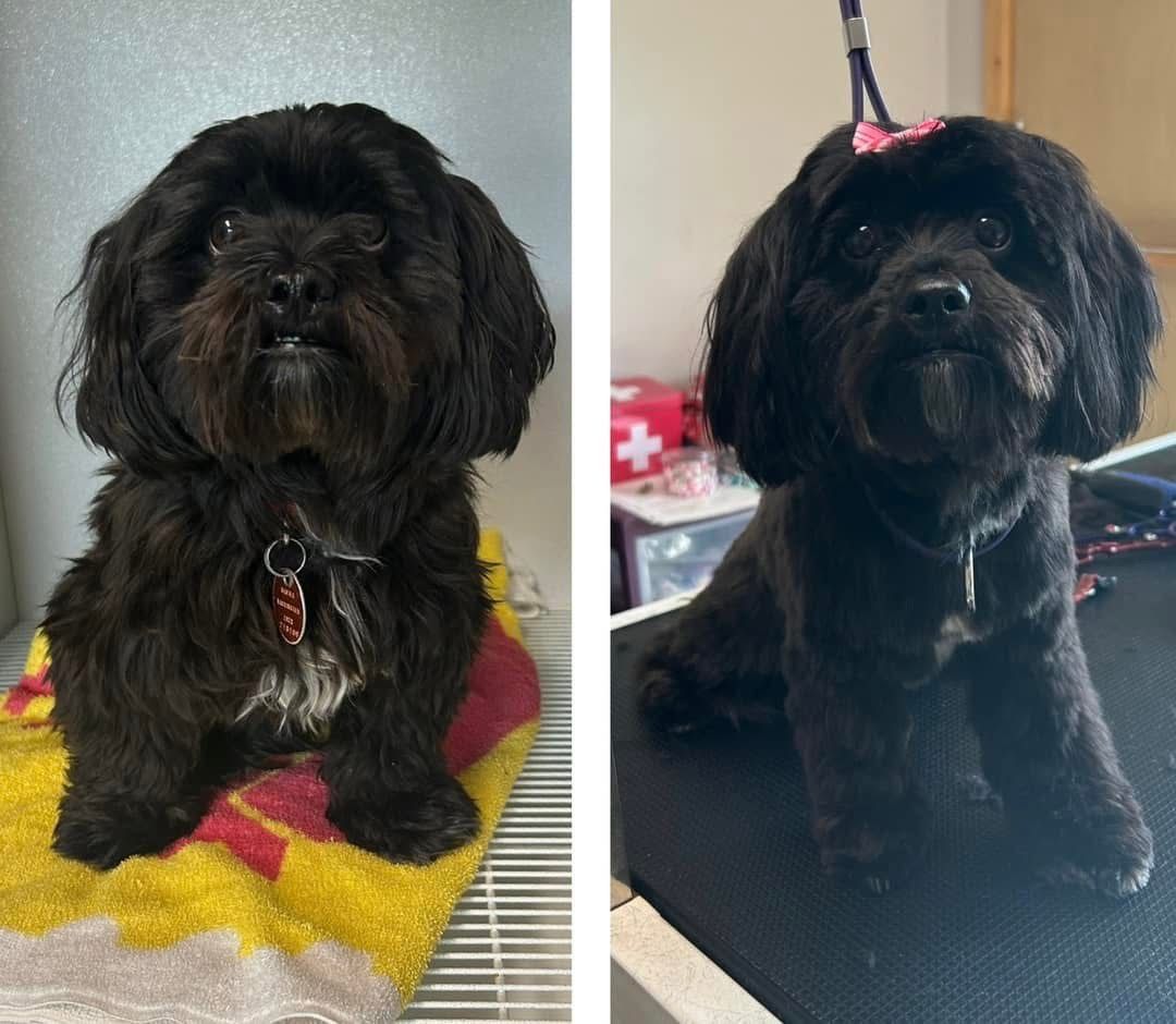 Before and after grooming client.