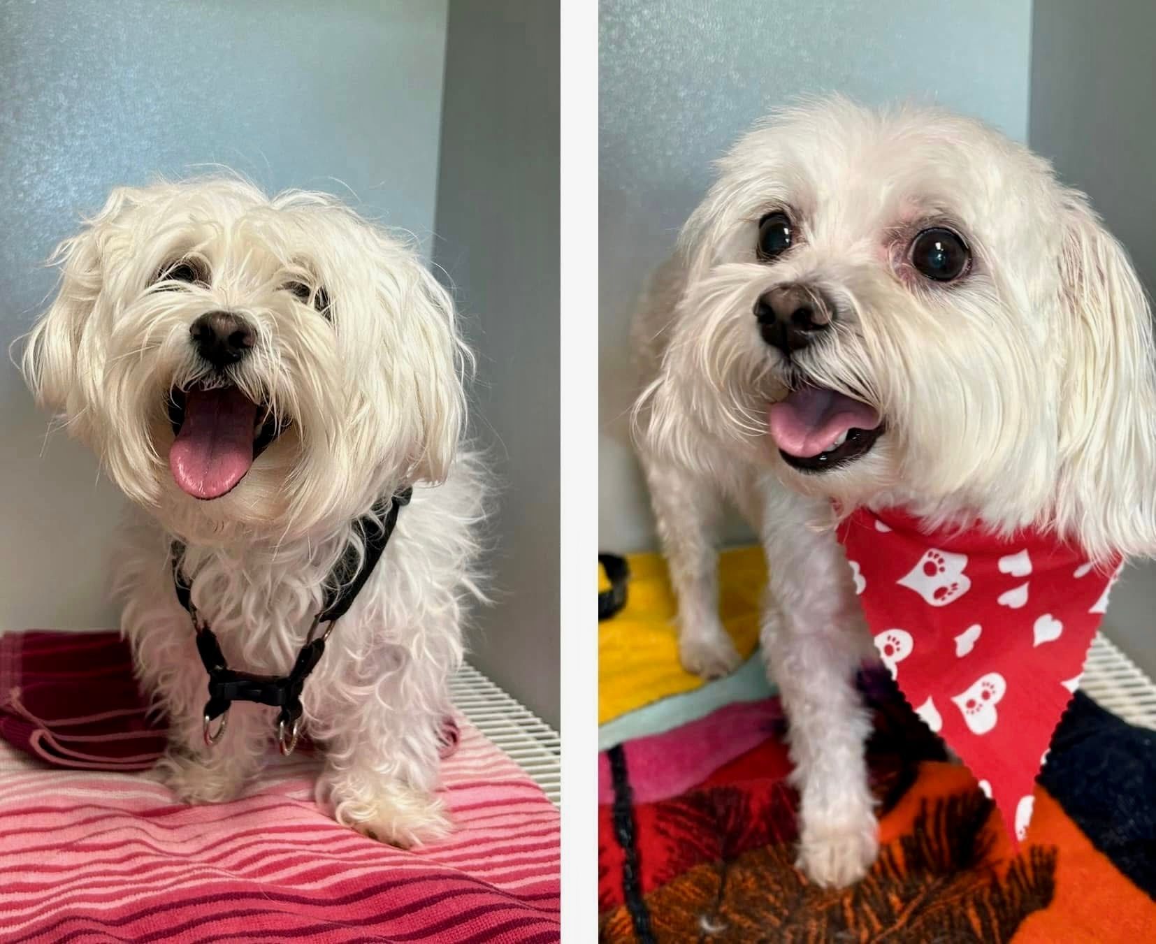 Before and after grooming client.