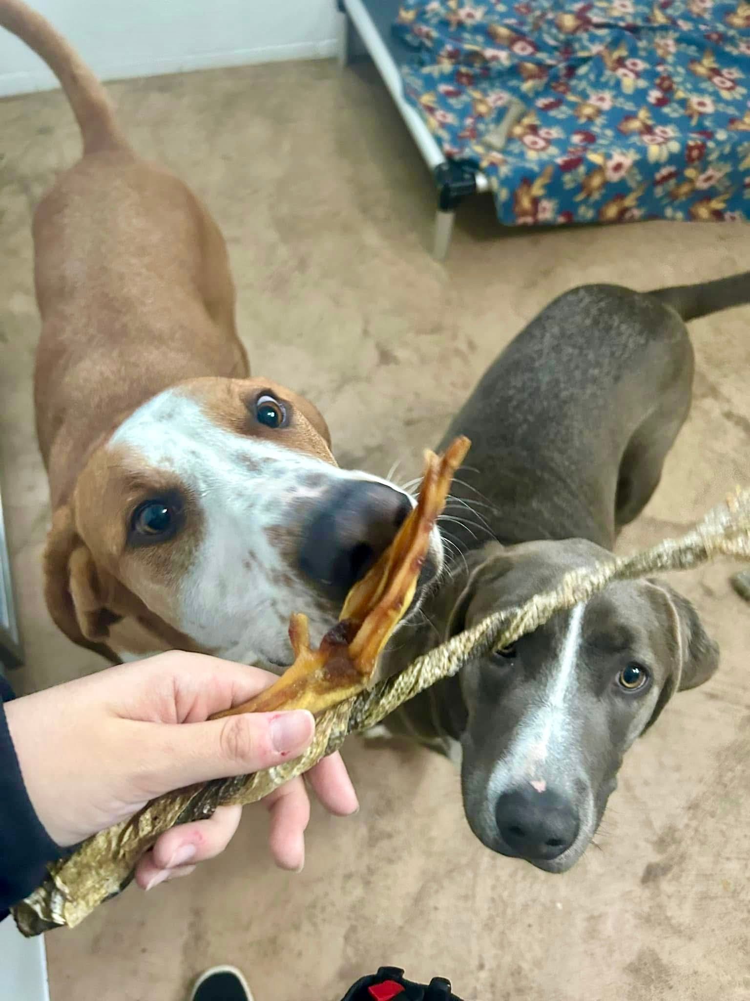 Dogs receiving treats from room service.