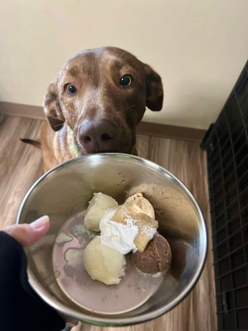 A dog waiting for his banana split dessert from room service.