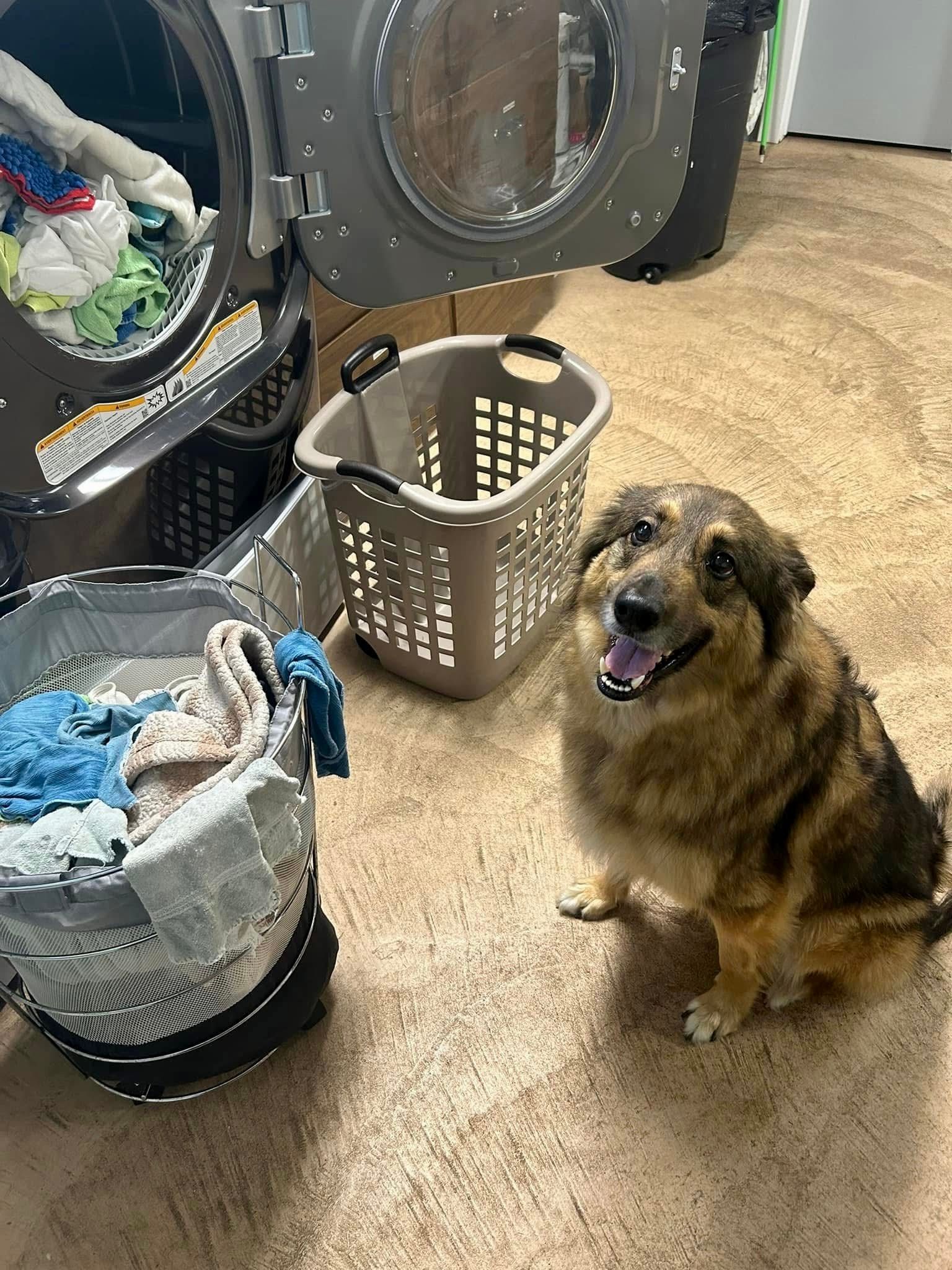 A dog assisting the staff with laundry.