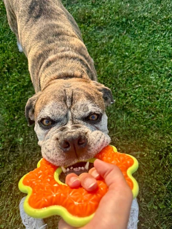 Dog playing tug in the yard.