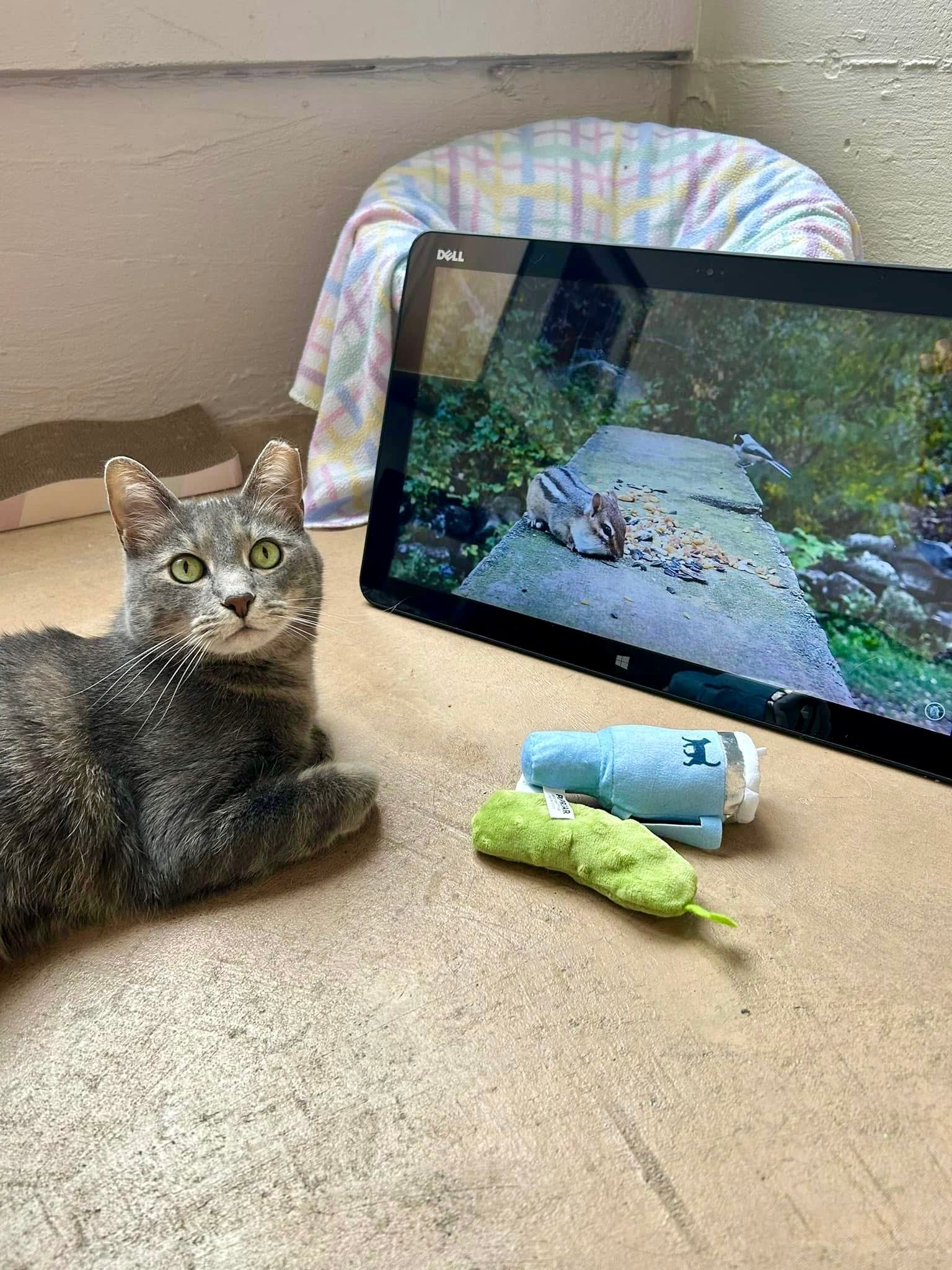 A cat watching a movie while boarding at Ruffin' Around.