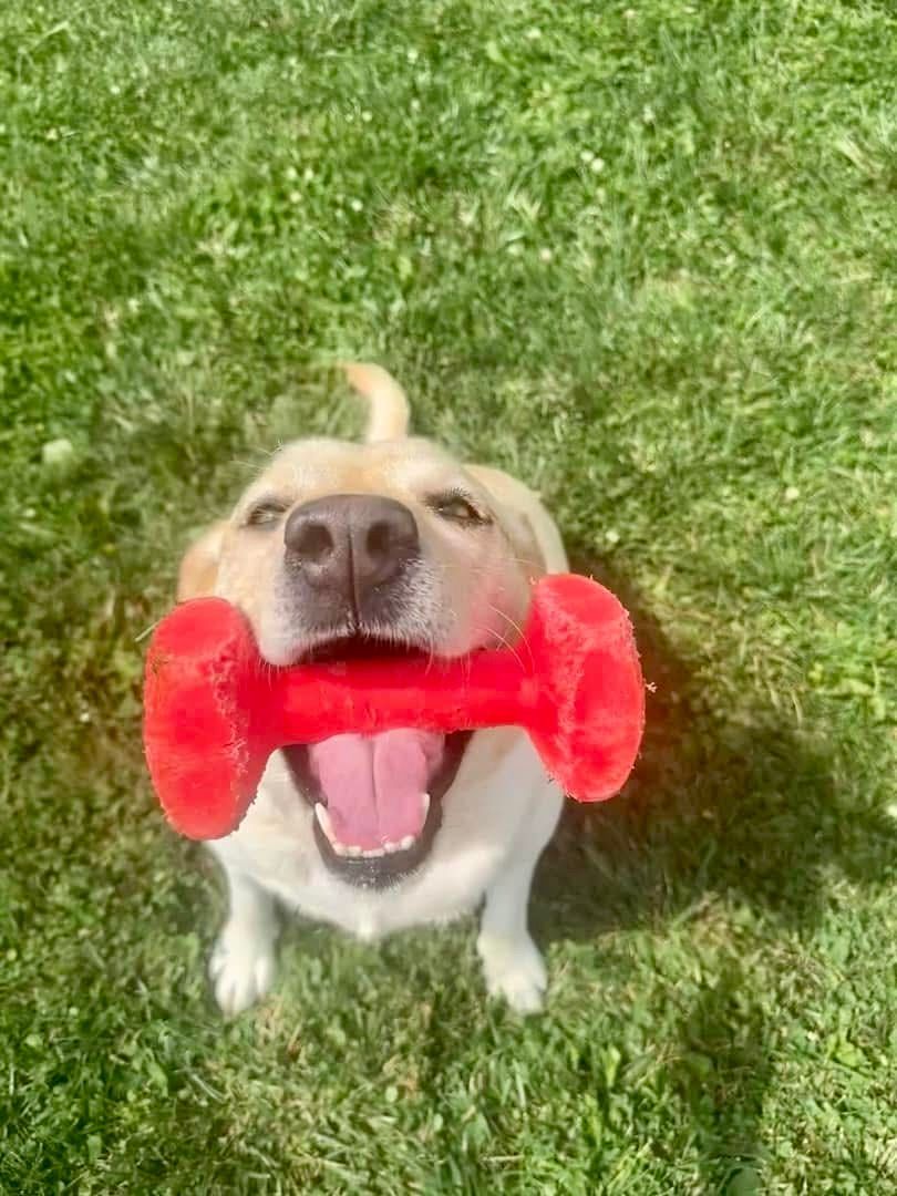 A dog playing with a dumbell toy while boarding at Ruffin' Around.
