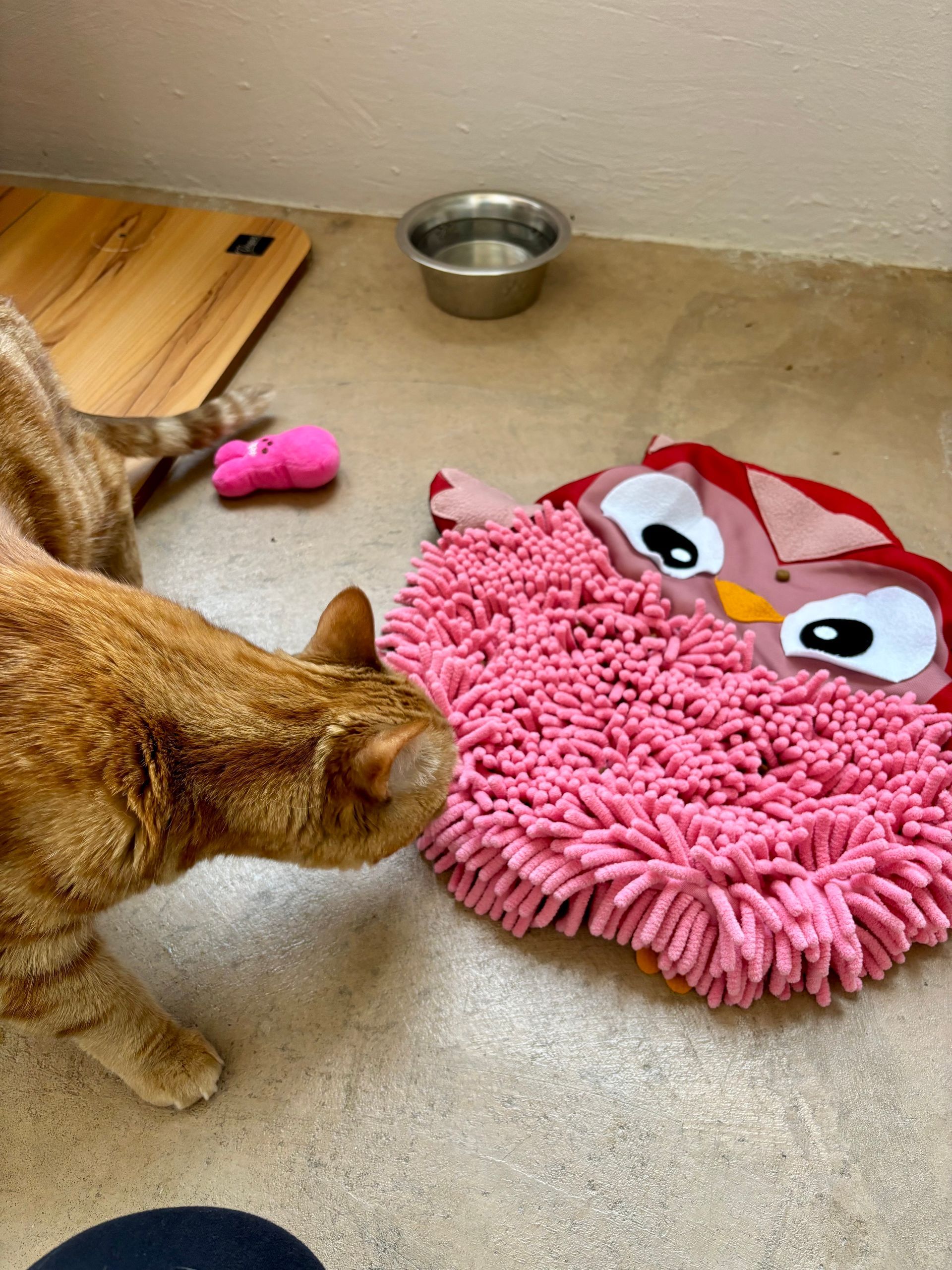 Cat snuffling for treats.