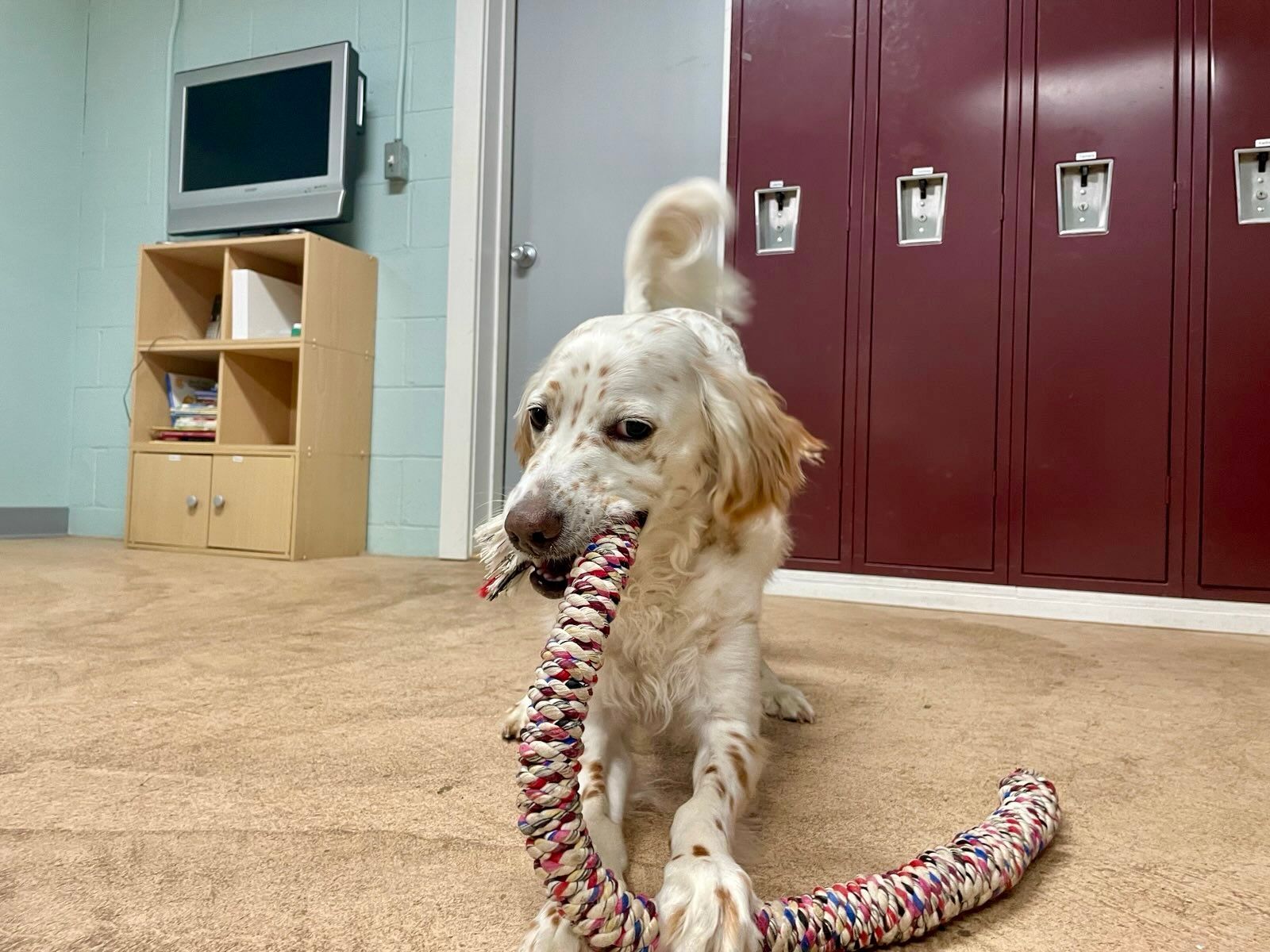 Dog playing with a toy while on vacation.